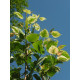 Ontarionpalsamipoppeli 'Aurora' (Populus candicans (x) 'Aurora')